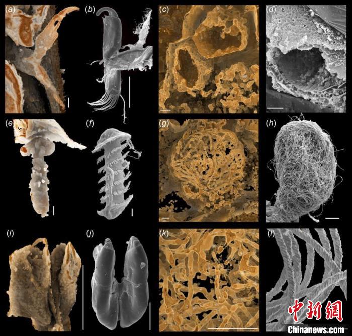 介形虫有性生殖器官对比图(左为化石，右为现代类群)：a和b：抱握器；c和d：卵的横截面；e和f：精子泵；g和h：介形虫的精子；i和j：半阴茎；k和l：介形虫精子细节结构。南古所 供图